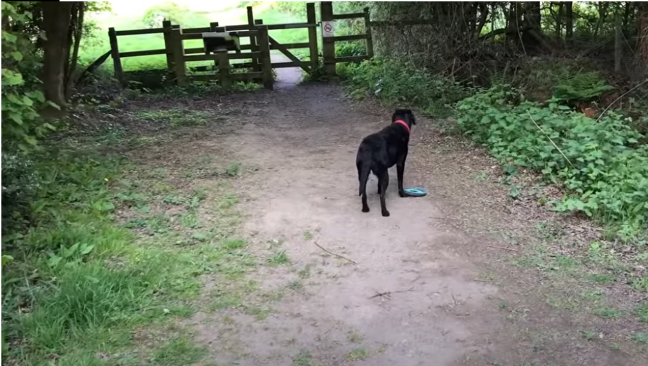 Jesper and his wife took their dogs for a walk: It ended as the worst day of his life
