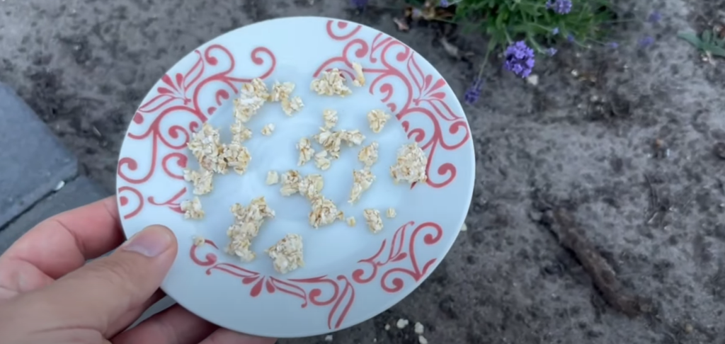 Video: Spread oatmeal in your garden and watch what happens