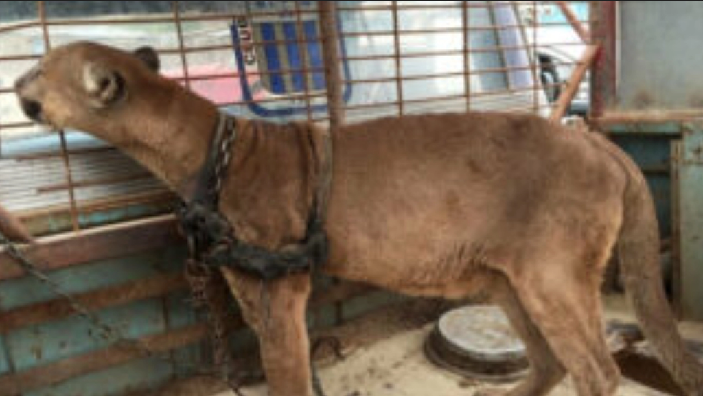Mountain lion locked up for 20 long years: See his heartbreaking reaction when set free