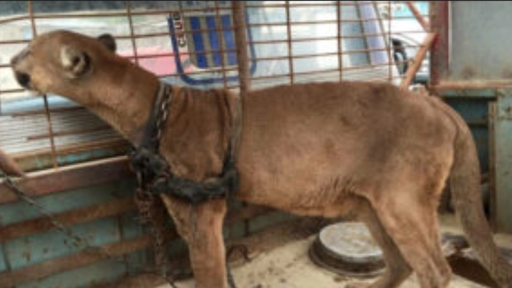 Mountain lion locked up for 20 long years: See his heartbreaking reaction when set free