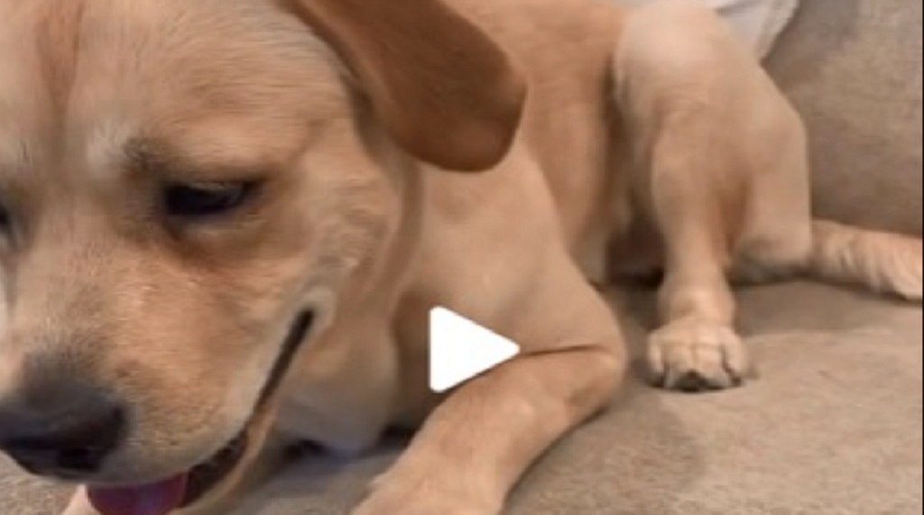 Woman leaves her puppy home alone for a few hours: She starts crying when she returns