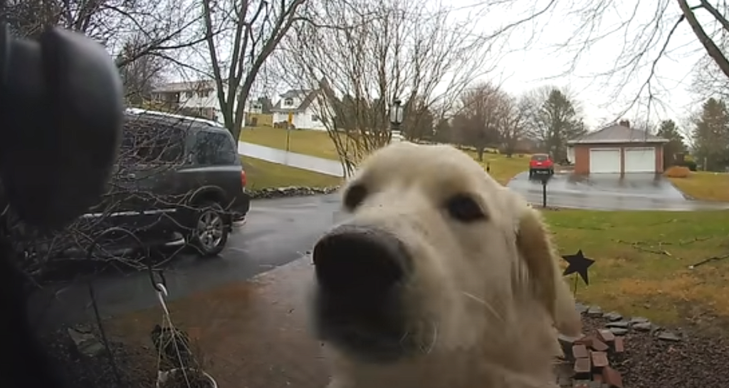 Dog ‘rings’ the doorbell to get back in after escaping the house
