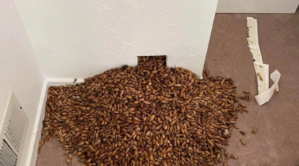 Pest controller left in huge shock: Cut a small hole in the wall and then It all poured out