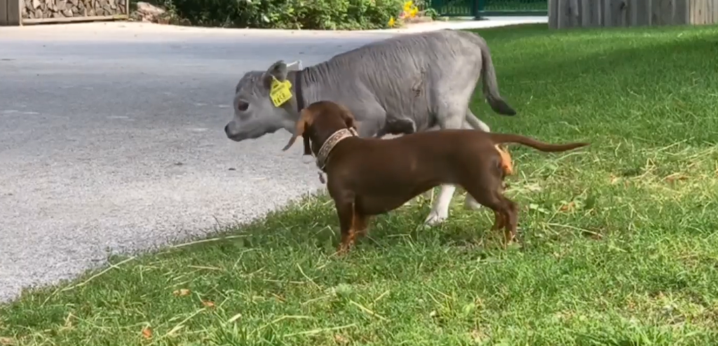 Dachshund meets calf: What happens next only exists in Disney movies