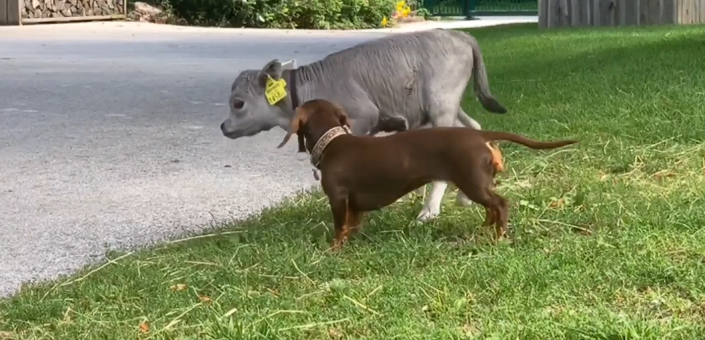 Dachshund meets calf: What happens next only exists in Disney movies