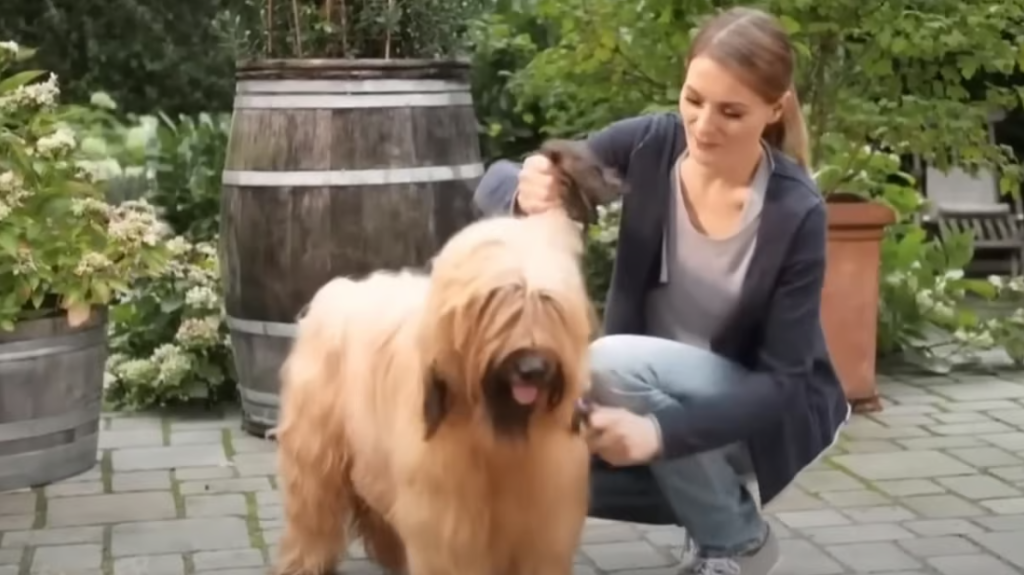 Woman brushes her dog, and within a minute, everyone is rolling on the floor laughing