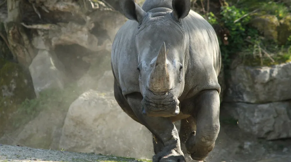 Horrific tragedy in Zoo: Zookeeper killed by rhinoceros