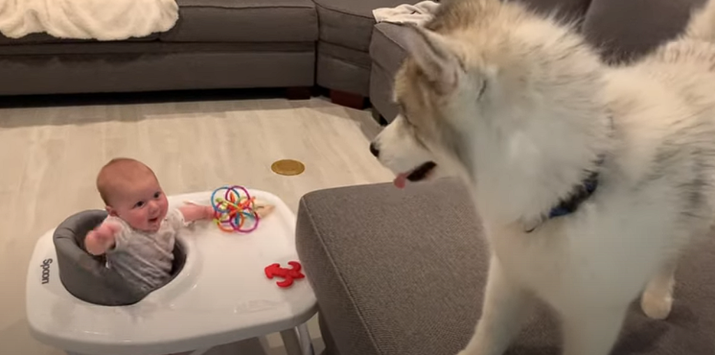 Baby approaches dog in walker: The canine’s reaction is hilarious