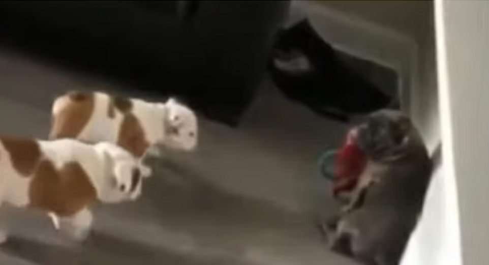 Two bulldogs conspire to steal a toy: The most hilarious video you’ll see today