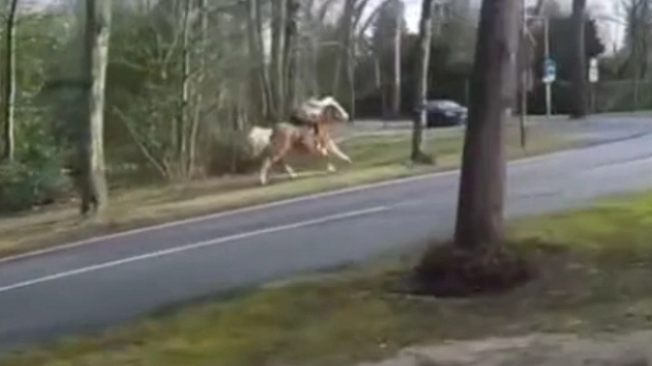 Motorcyclist sees a lady running after a horse: Then he does something that surprises everyone