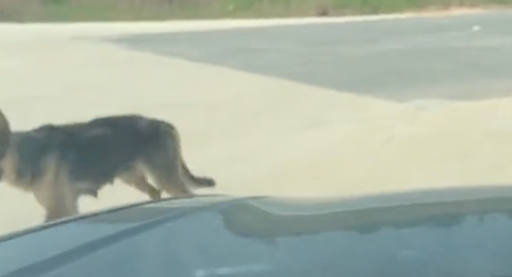 A street dog leads a woman to an abandoned house with a big secret