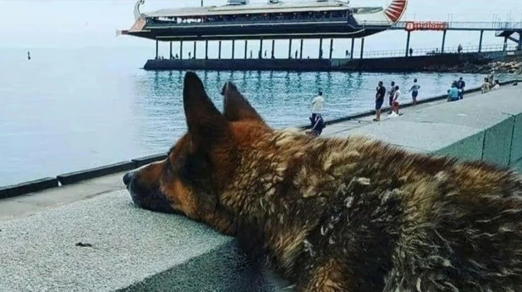 For twelve years he looked at the sea and waited for his master: Now they are together forever