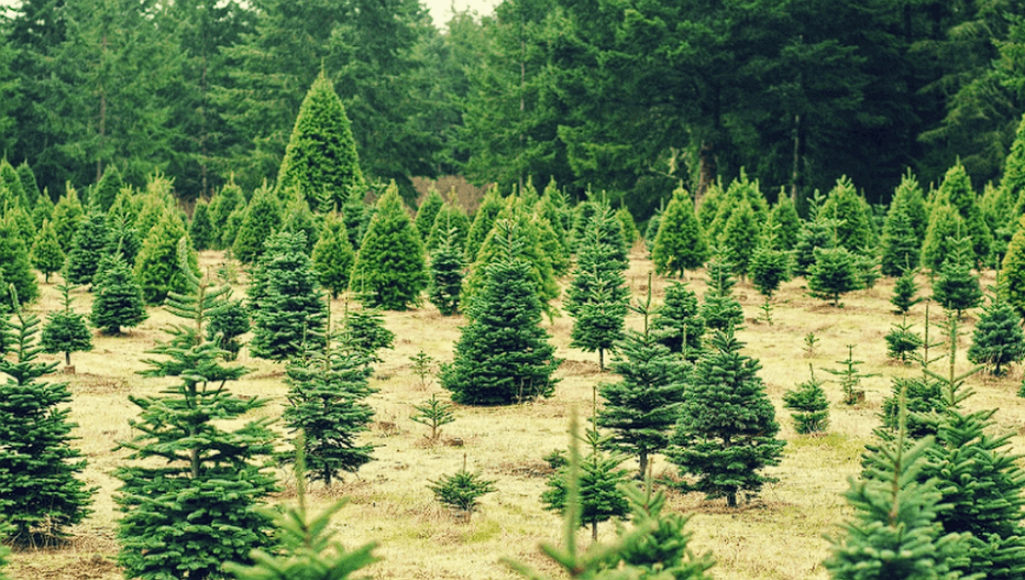 They look like ordinary fir trees, but wait until you hear their purpose