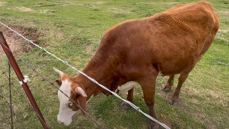 Cow cries incessantly for missing calf, now see its reaction when it sees something through the fence