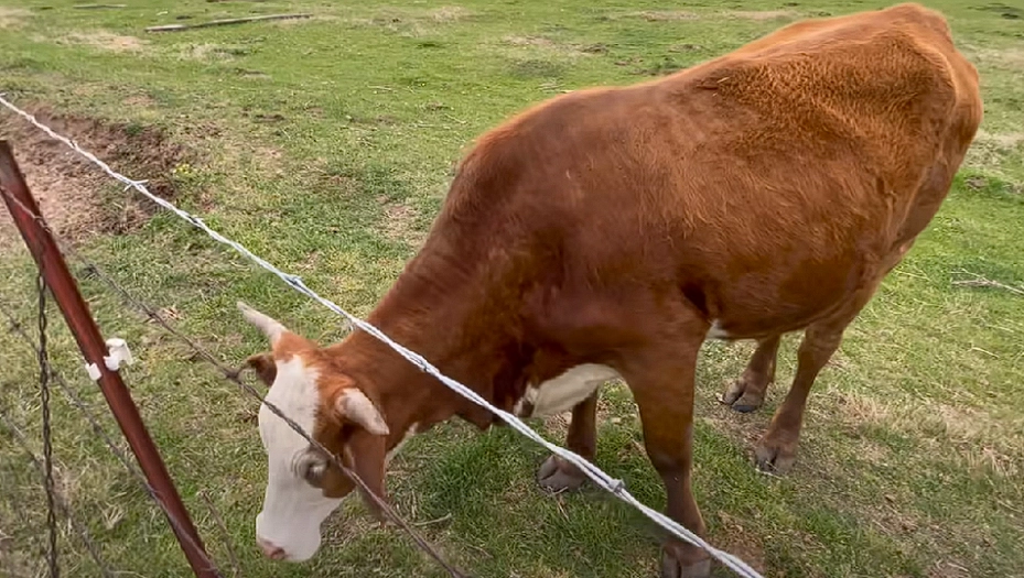 Cow cries incessantly for missing calf, now see its reaction when it sees something through the fence