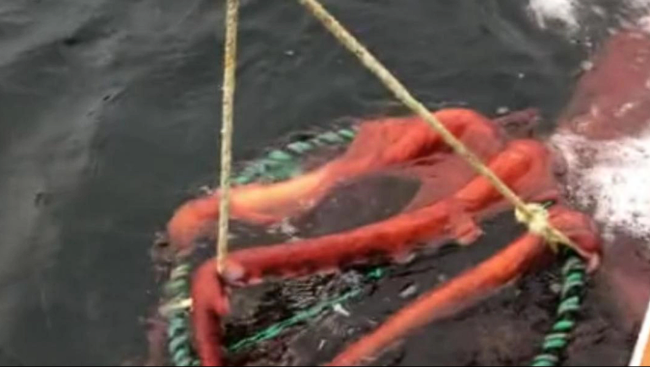 Unbelievable video goes viral: Fishermen can’t believe their eyes when they pull up the net