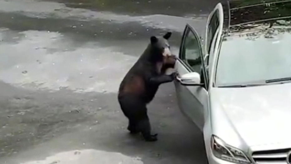 Bear tries to enter car: The internet can’t stop laughing at this video