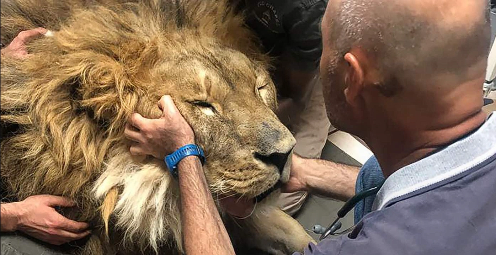 World’s most isolated lion makes his way back to Africa—Watch his initial steps on homeland