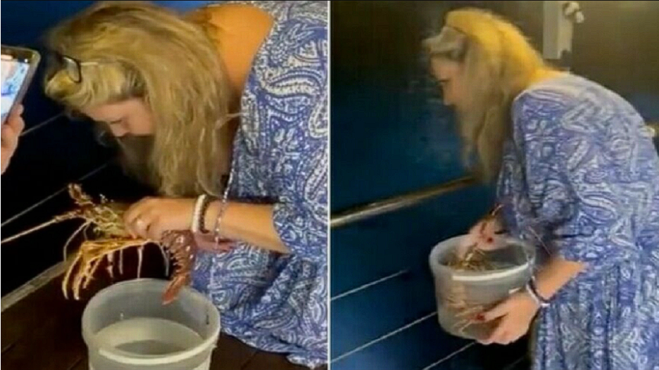 Woman spends $215 on a lobster: You’ll be surprised when you see what she does with it