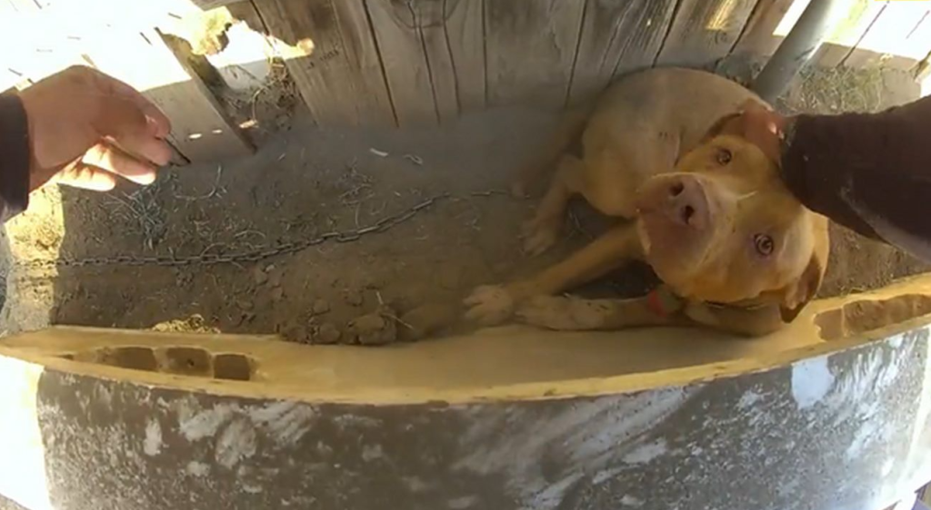 Officer Calderon’s quick thinking saves chained dog from raging fire
