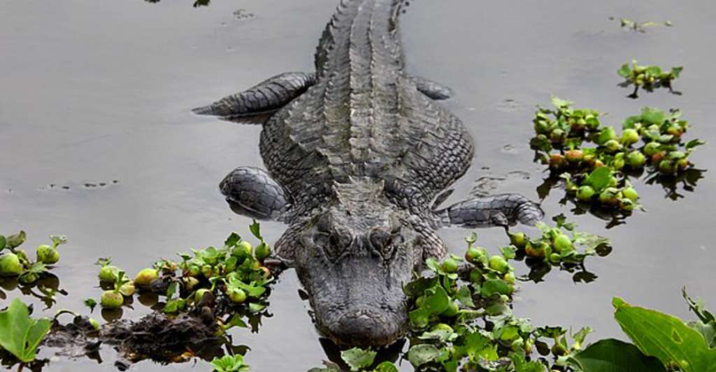 Creepy discovery: Human remains found in the jaws of a massive alligator