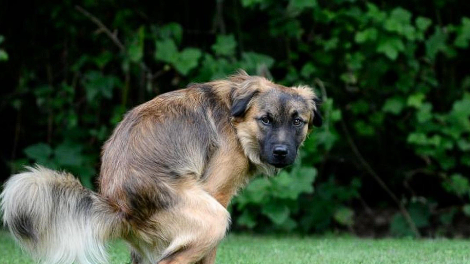 Why your dog stares at you while doing its business