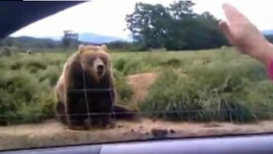 Woman gets unexpected response after waving to bear from her vehicle