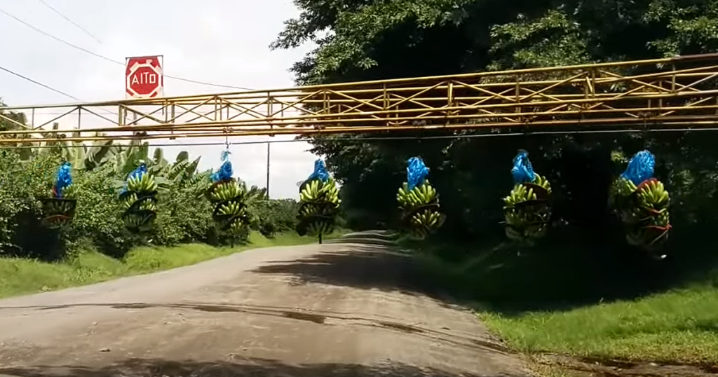 Bananas halt traffic: A sight you’ve never seen before