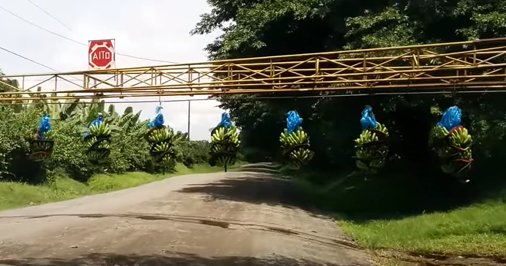 Bananas halt traffic: A sight you’ve never seen before