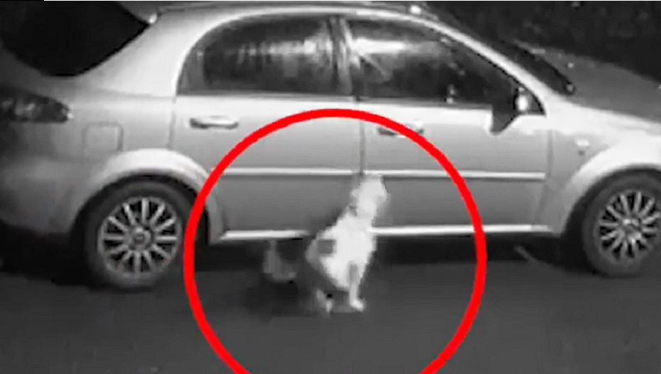 Owner lets dog out in the middle of the night: Then he does the unthinkable