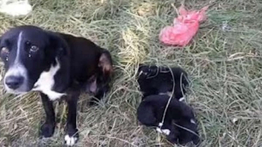A tearful plea: Mother dog desperately seeks help for her puppies