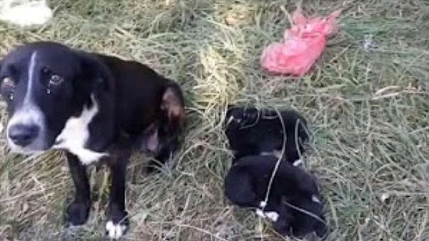 A tearful plea: Mother dog desperately seeks help for her puppies