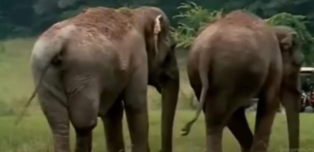 Former circus elephants reunited after 22 Years: Watch the touching reunion