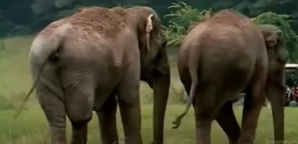Former circus elephants reunited after 22 Years: Watch the touching reunion