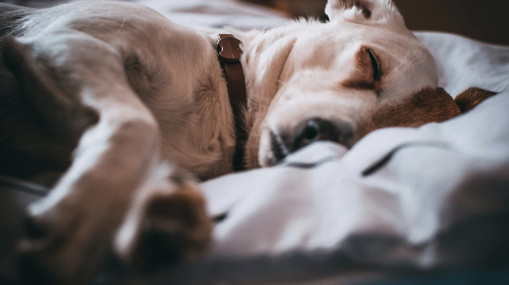 Veterinarian warns: Avoid this bed mistake with your dog