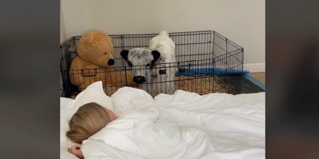 Pure cuteness: Baby cow’s morning routine melts the internet’s hearts