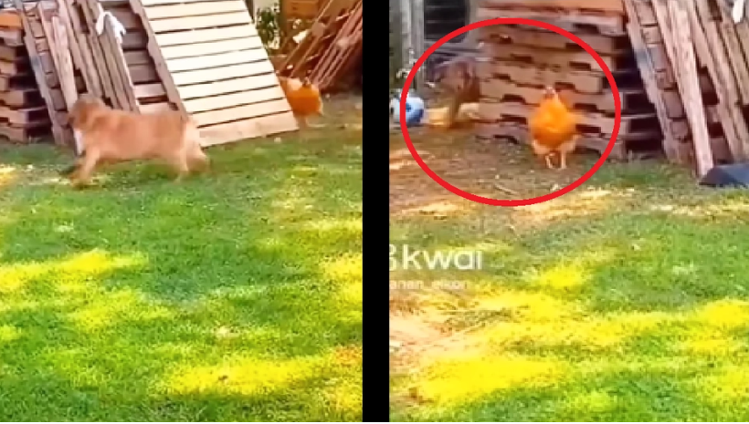 Dog and chicken play a game of tag: One detail in the video will brighten your day