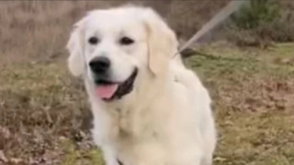 Golden Retriever’s reaction to scolding goes viral: The video will melt your heart
