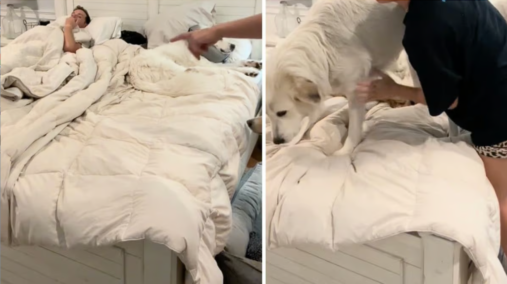 Five Labradors and their owners sleep in one bed. Here’s how they fit