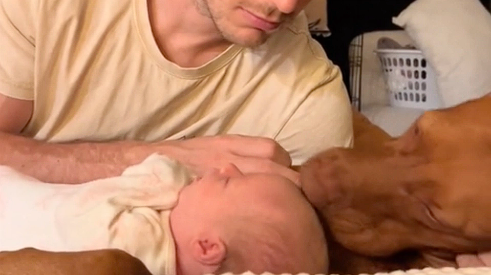 Couple brings newborn twins home: They did not expect this reaction by their dog