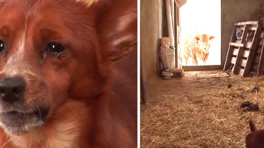 Little Rookie was heartbroken when his ‘Mom’ was sold: The reunion will bring tears to your eyes