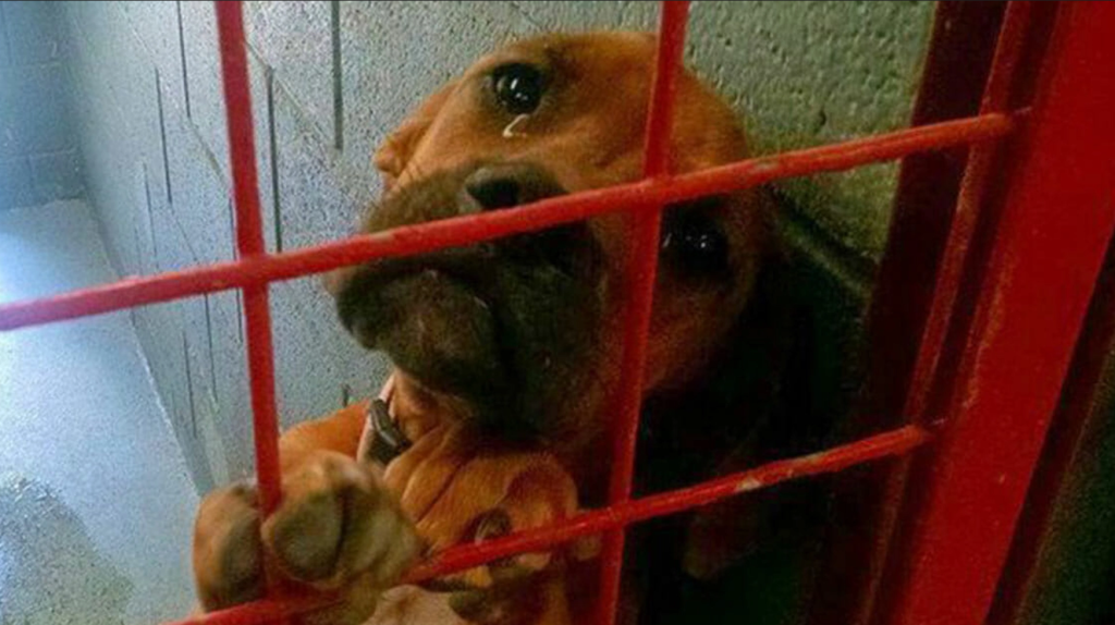 Abandoned dog cries while waiting to be euthanized