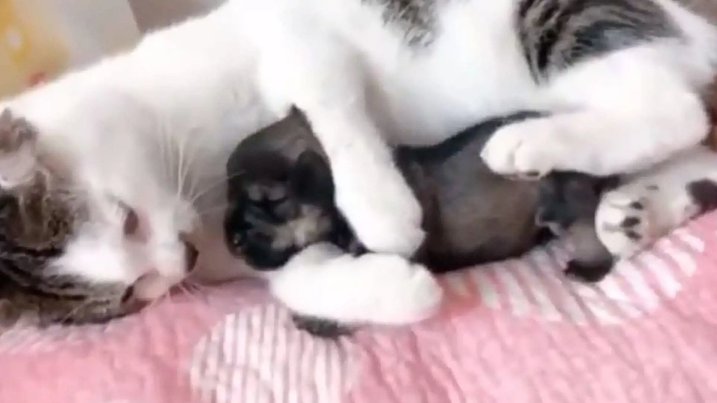 A cat takes care of a tiny puppy so tenderly that it’s hard not to be moved