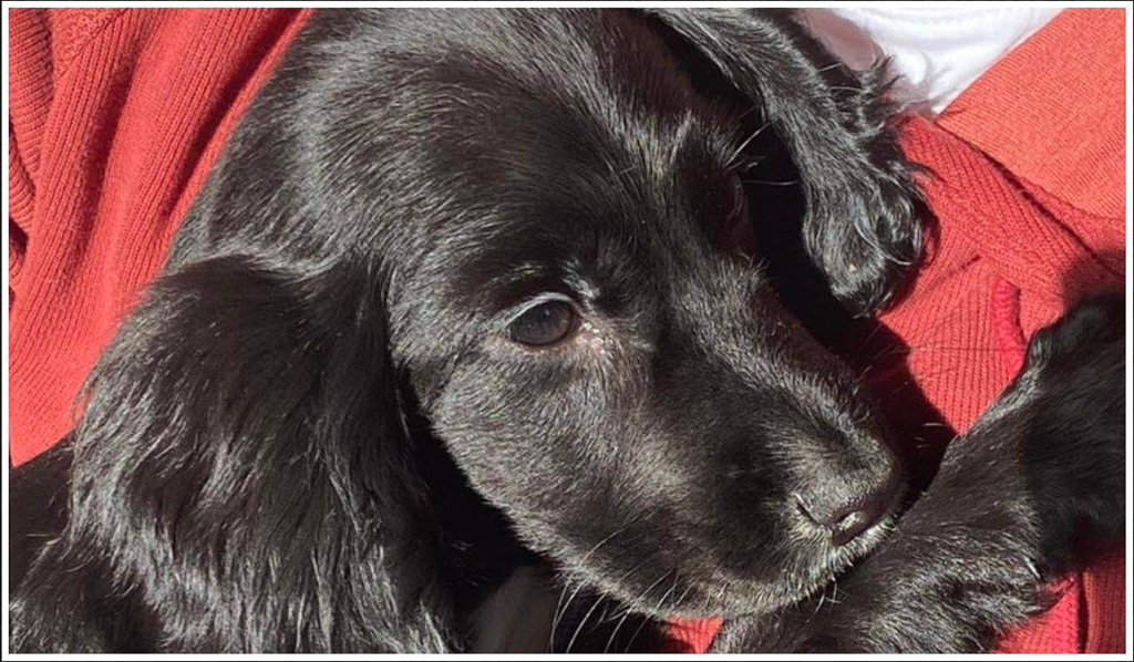 Abandoned puppy found in parking lot reveals a heartbreaking truth with its extra hind legs