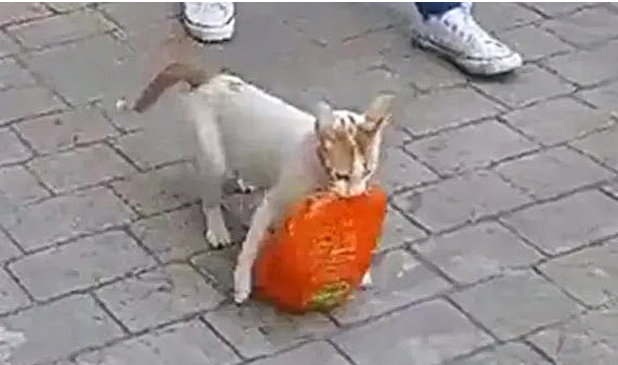 Cat steals food from supermarket: What happens next will melt your heart