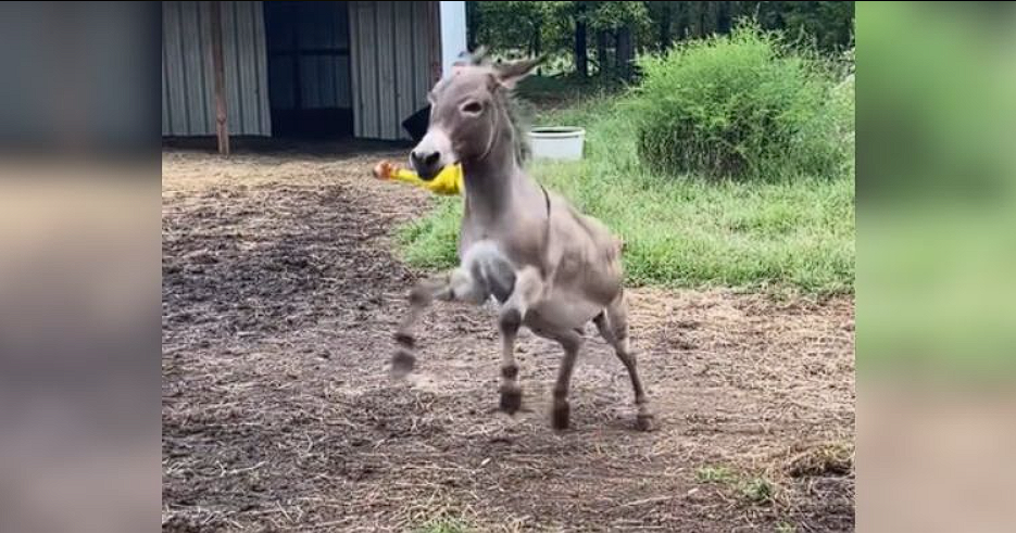 Donkey can’t contain his joy over new squeaky toy