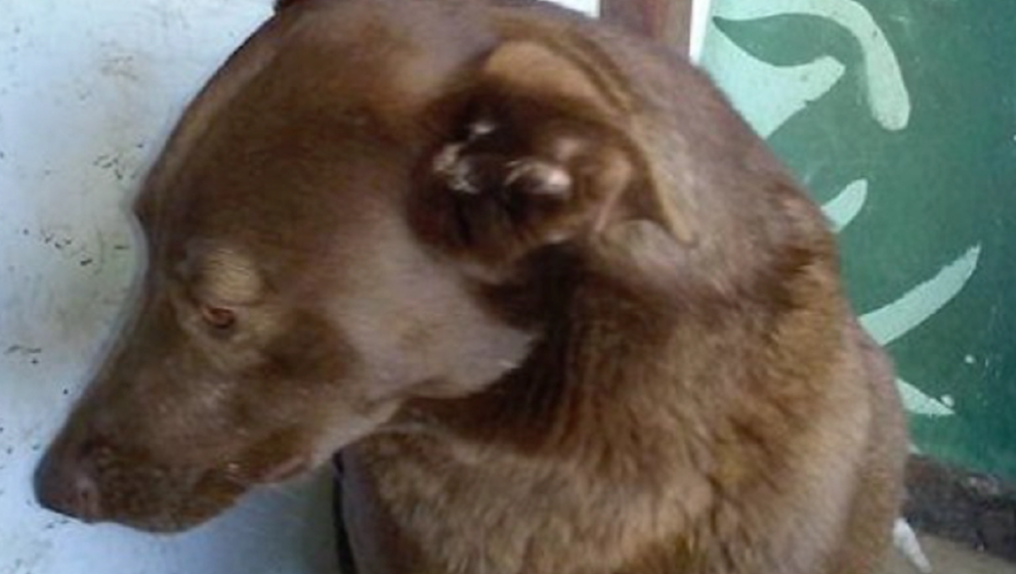 Dog missing for two years: See the reaction when it catches the scent of its owner again