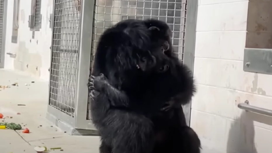 Chimpanzee locked up for 29 long years – See her reaction when she’s set free
