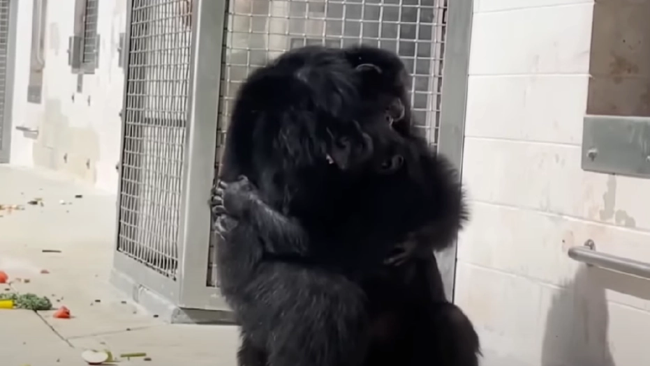 Chimpanzee locked up for 29 long years – See her reaction when she’s set free