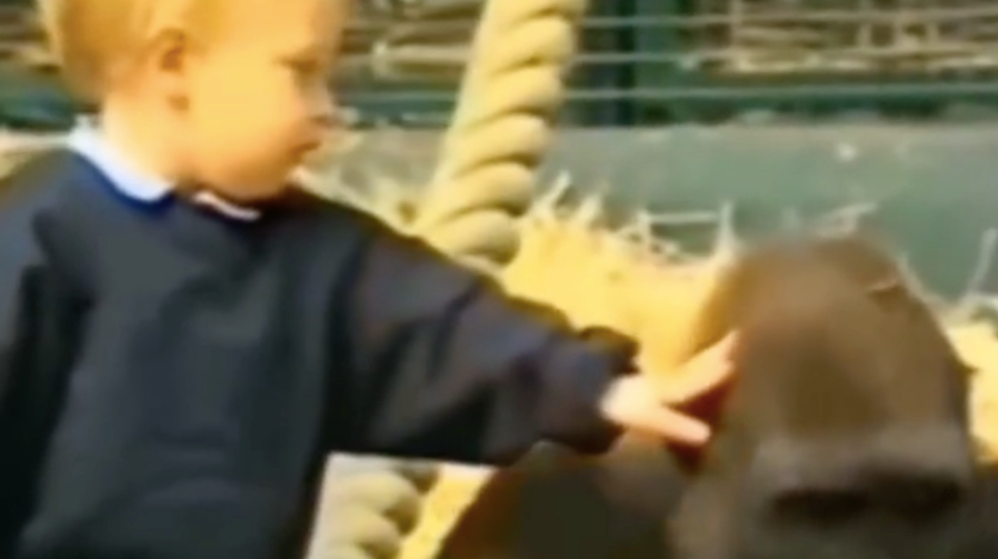 Little girl tries to pet a gorilla, its reaction was totally unexpected